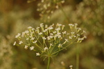 Falcaria vulgaris