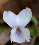 Viola alba Besser