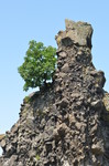 Magnyos fa a szikln