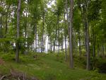 Az erd� a Hoffman-fogad� felett