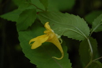 Impatiens noli-tangere