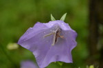 Campanula persicifolia L.