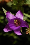 Campanula trachelium