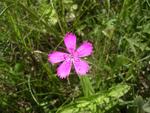 Dianthus deltoides