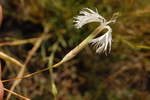 Dianthus serotinus
