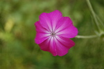 Lychnis coronaria (L.) Clairv.