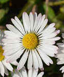Bellis perennis L.