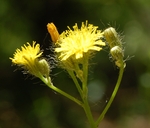 Hieracium bauhinii