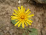 Hieracium maculatum Schrank