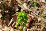 Euphorbia amygdaloides