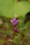 Gentianella amarella