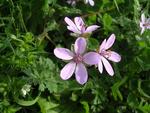 Erodium cicutarium