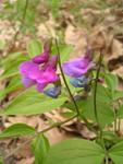 Lathyrus vernus (L.) Bernh.