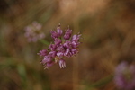 Allium senescens subsp. montanum