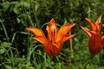 Lilium bulbiferum L.