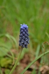 Muscari racemosum (L.) Lam. et DC.