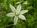 Ornithogalum boucheanum