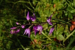 Cephalanthera rubra