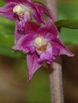 Epipactis atrorubens (Hoffm. ex Bernh.) Besser