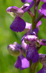 Orchis morio L.