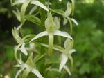 Platanthera bifolia (L.) Rich.