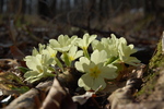 Primula vulgaris Huds.
