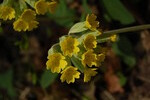 Primula veris L.
