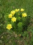 Adonis vernalis