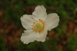 Anemone sylvestris L.