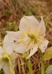 Helleborus niger L.