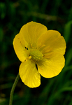 Ranunculus illyricus L.