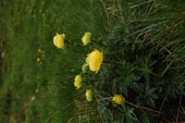 Trollius europaeus L.