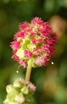 Sanguisorba minor Scop.