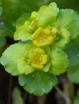 Chrysosplenium alternifolium L.
