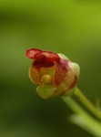 Scrophularia umbrosa