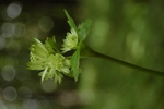 Astrantia major L.