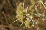 Eryngium campestre