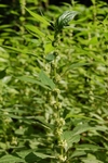 Parietaria officinalis