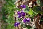 Viola odorata L.