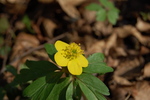 Anemone ranunculoides L.