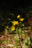 Hieracium murorum