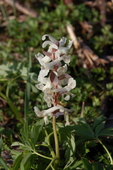 Corydalis cava subsp. cava (L.) Schw. et Koerte