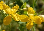 Chelidonium majus L.